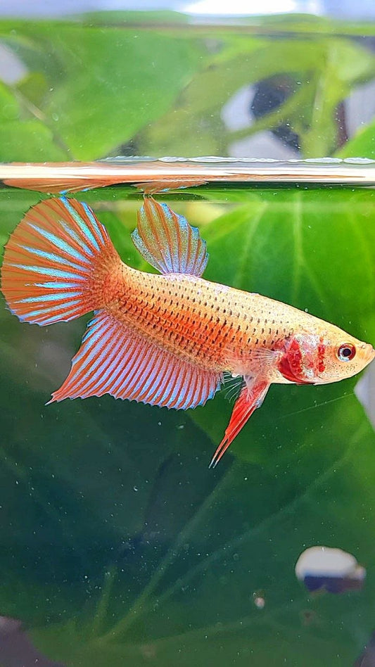FEMALE SPADE TAIL SPLENDENS ORANGE HYBRID WILD BETTA FISH
