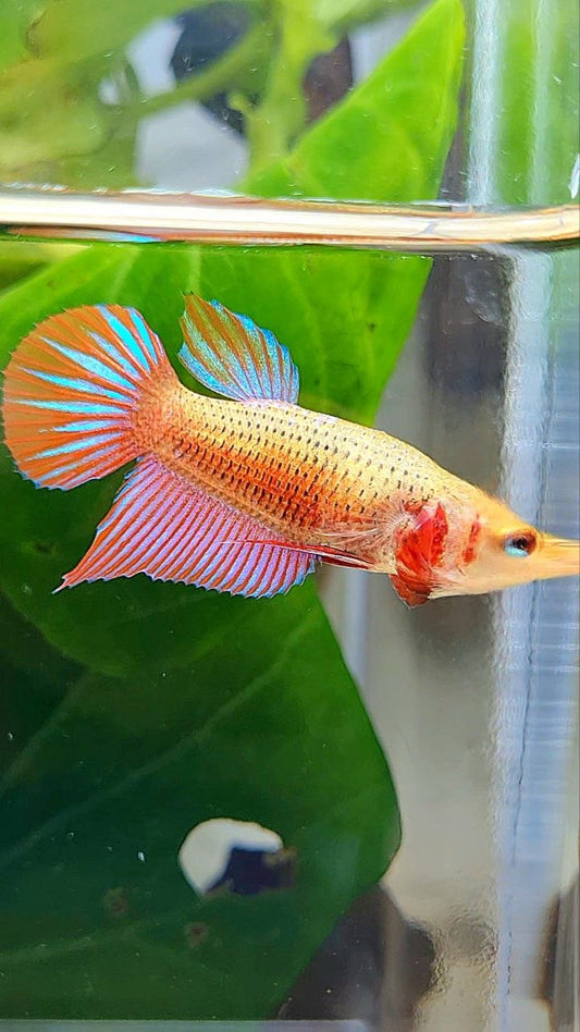 FEMALE SPADE TAIL SPLENDENS ORANGE HYBRID WILD BETTA FISH