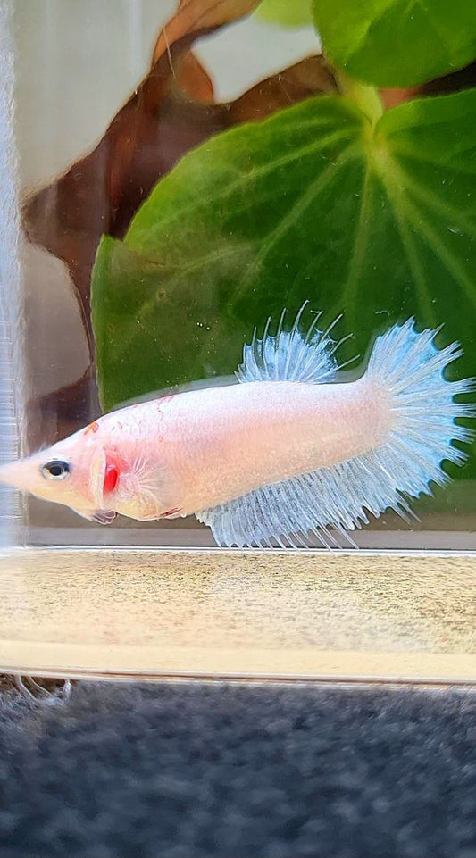 FEMALE CROWNTAIL PLAKAT CELLOPHANE ICE BLUE BETTA FISH