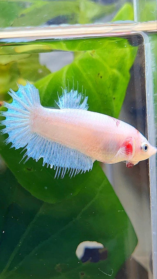 FEMALE CROWNTAIL PLAKAT CELLOPHANE ICE BLUE BETTA FISH