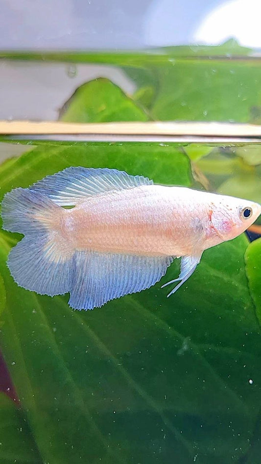 FEMALE HALFMOON DOUBLE TAIL BLUE RIM BETTA FISH