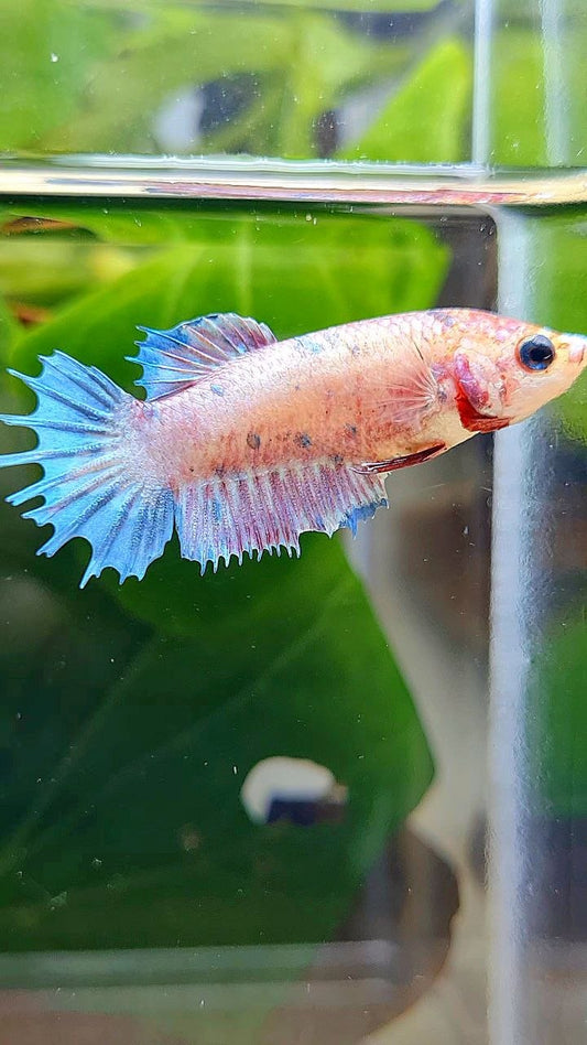 FEMALE CROWNTAIL PLAKAT FANCY BLUE DOT BETTA FISH