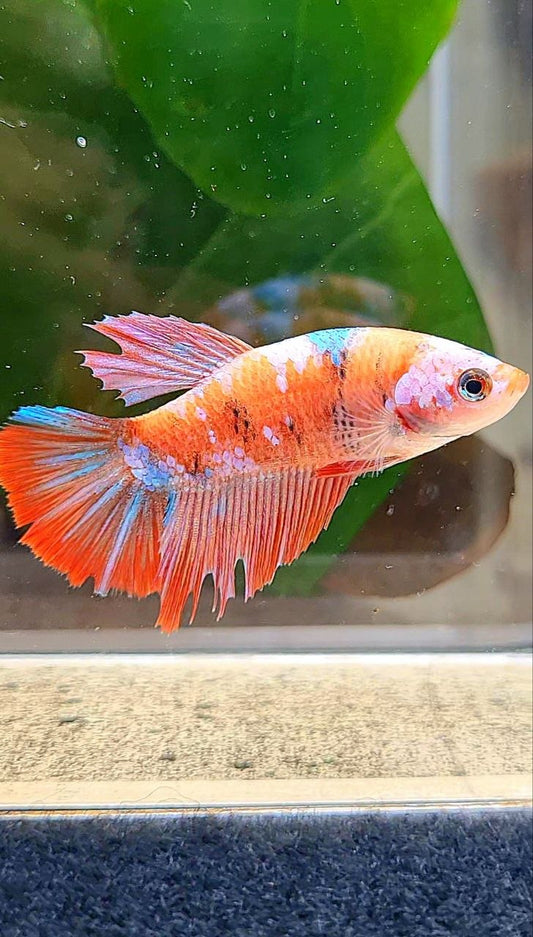 FEMALE HALFMOON MULTICOLOR CANDY ORANGE BASE BETTA FISH
