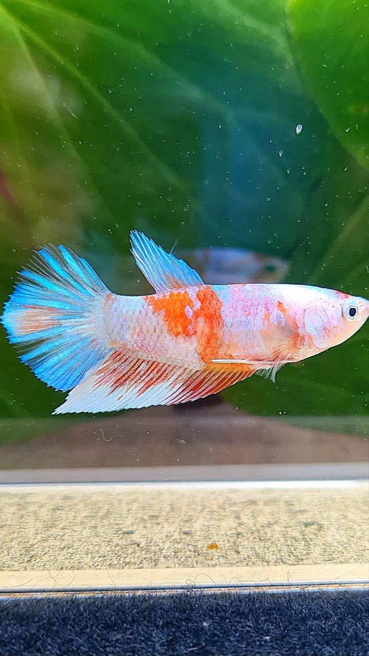 FEMALE PLAKAT BARONGSAI BETTA FISH