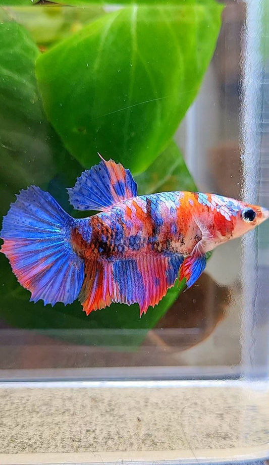 FEMALE HALFMOON PURPLE GALAXY MULTICOLOR BETTA FISH