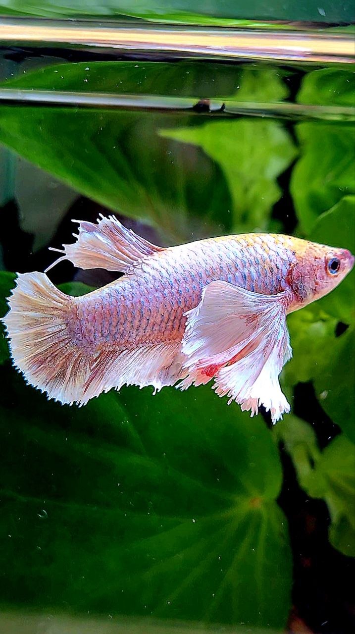 FEMALE PLAKAT SUPER DUMBO EAR WHITE MASCOT BETTA FISH