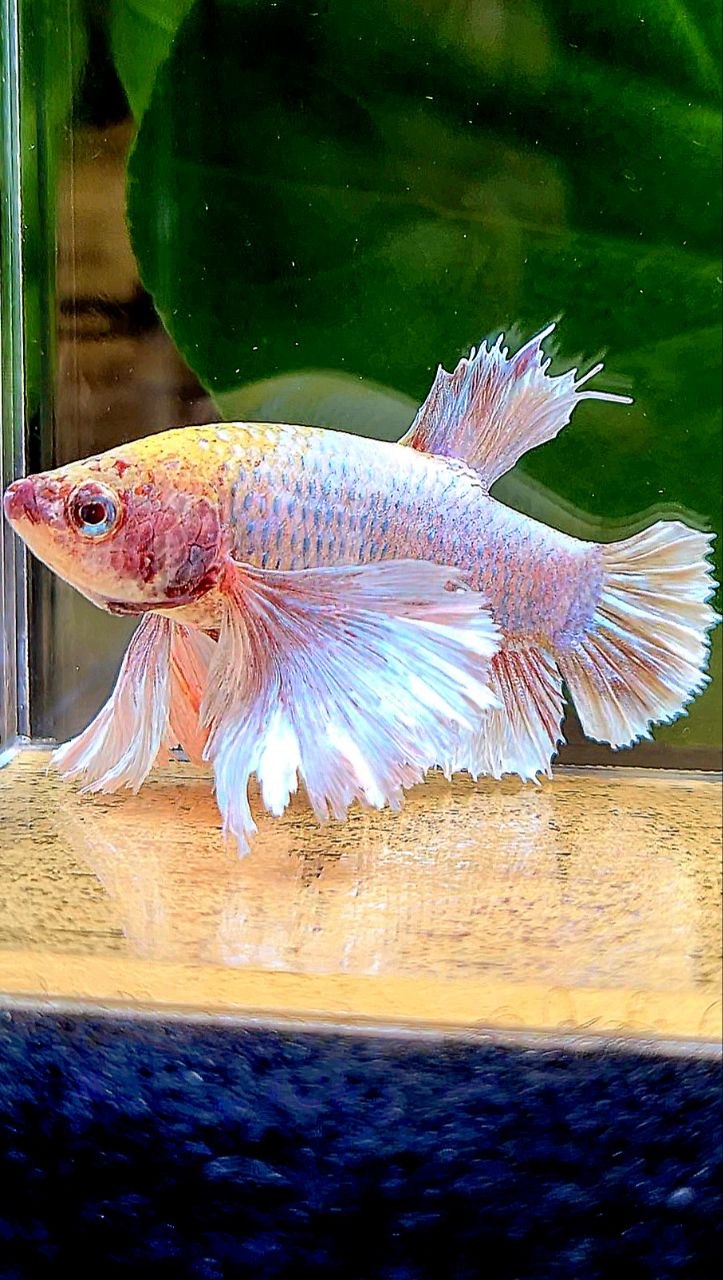 FEMALE PLAKAT SUPER DUMBO EAR WHITE MASCOT BETTA FISH