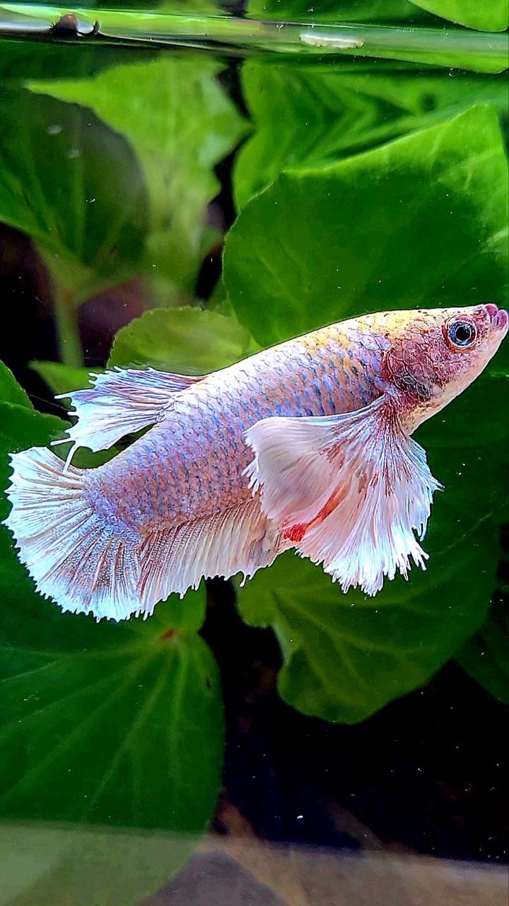 FEMALE PLAKAT SUPER DUMBO EAR WHITE MASCOT BETTA FISH