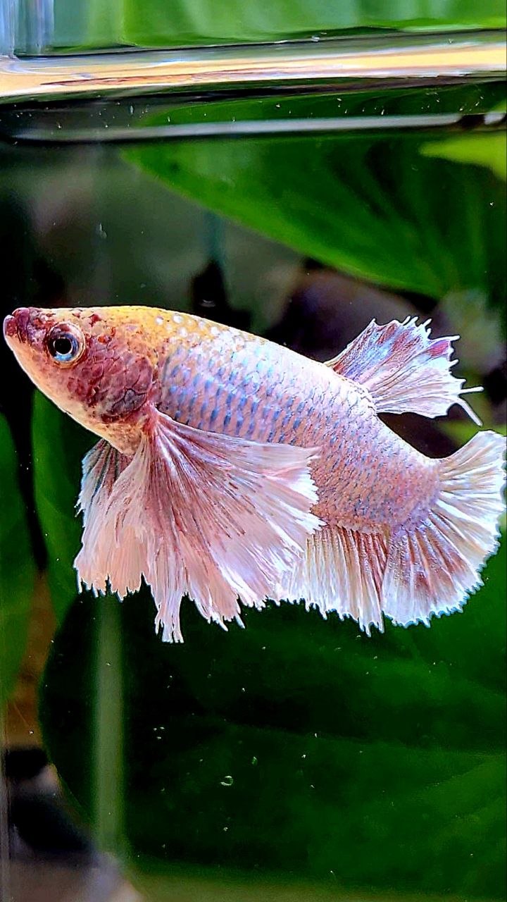 FEMALE PLAKAT SUPER DUMBO EAR WHITE MASCOT BETTA FISH