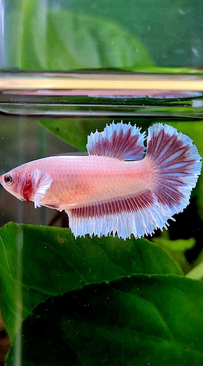 FEMALE HALFMOON BIG EAR AOC LAVENDER BUTTERFLY BETTA FISH