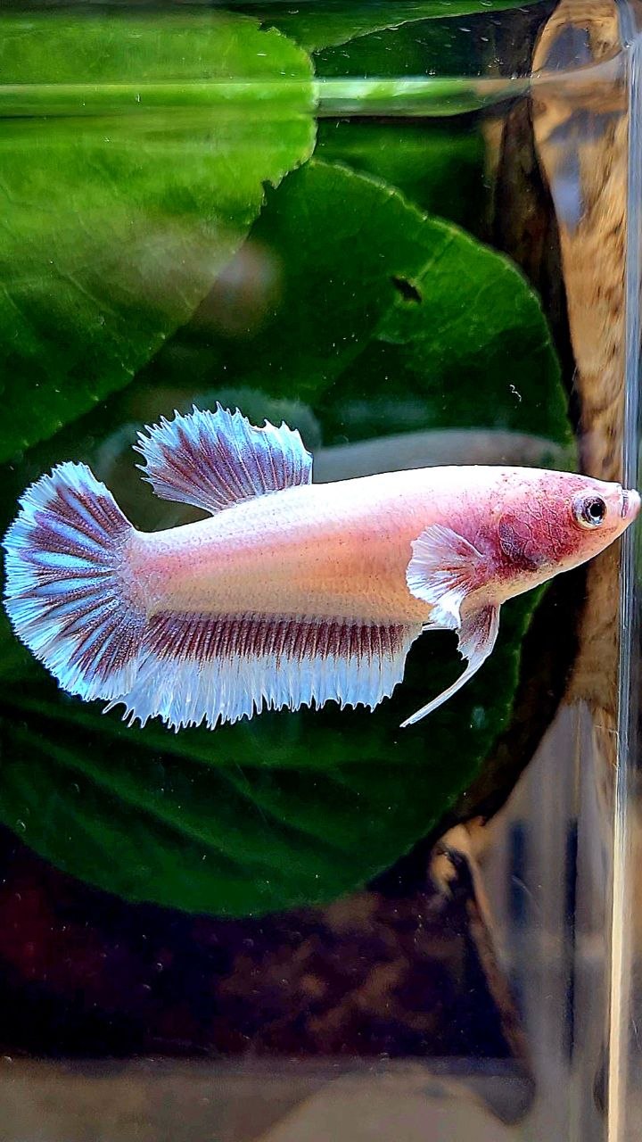 FEMALE HALFMOON BIG EAR AOC LAVENDER BUTTERFLY BETTA FISH