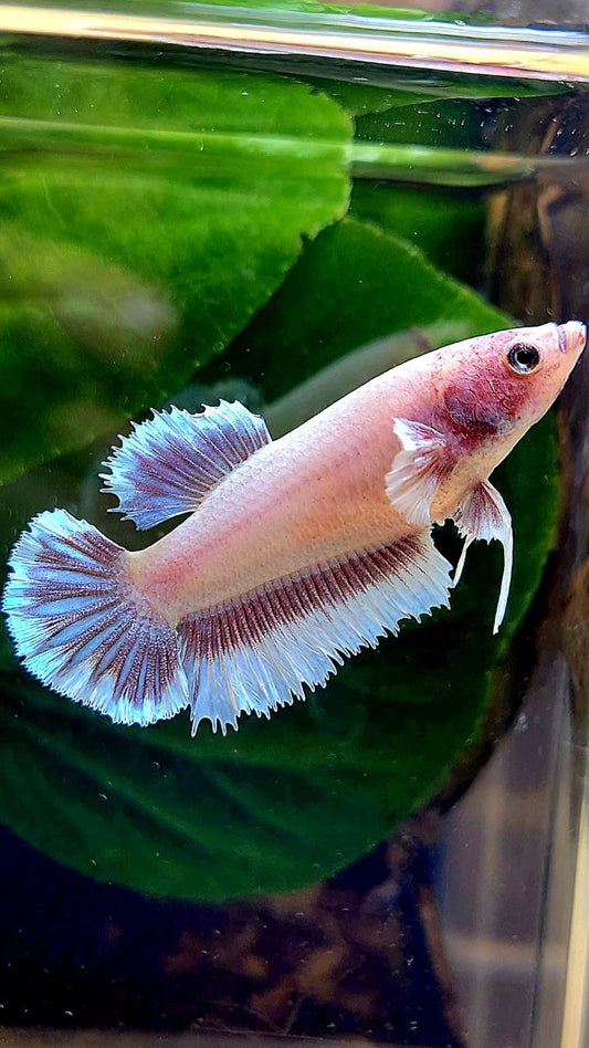 FEMALE HALFMOON BIG EAR AOC LAVENDER BUTTERFLY BETTA FISH