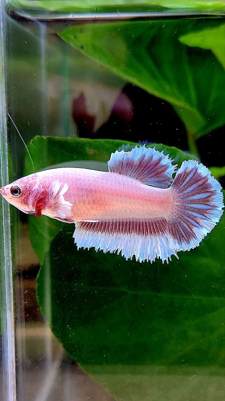 FEMALE HALFMOON BIG EAR AOC LAVENDER BUTTERFLY BETTA FISH