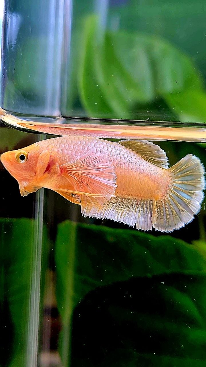 FEMALE PLAKAT DUMBO EAR GOLD BETTA FISH