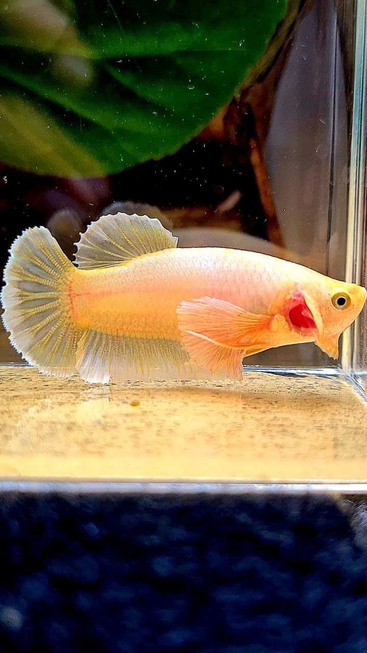 FEMALE PLAKAT DUMBO EAR GOLD BETTA FISH