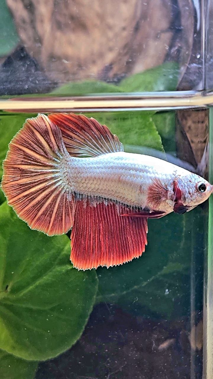 XL FEMALE HALFMOON RED DRAGON BETTA FISH