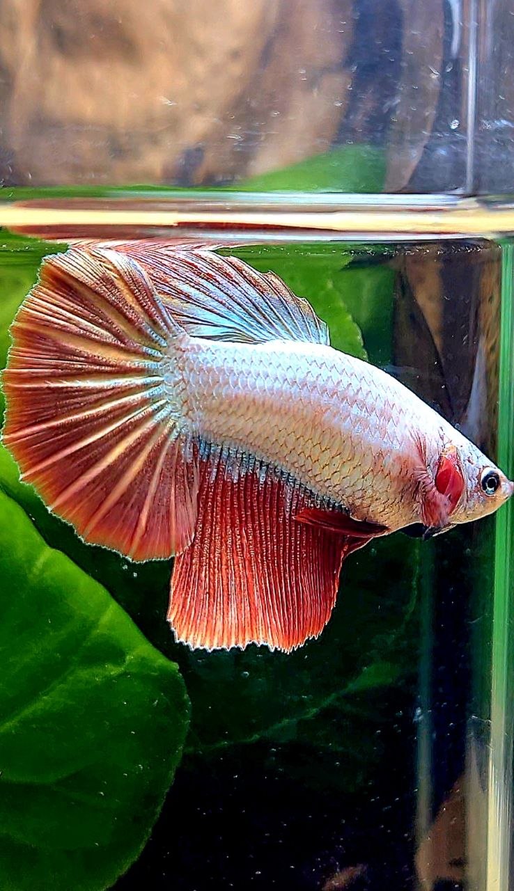 XL FEMALE HALFMOON RED DRAGON BETTA FISH