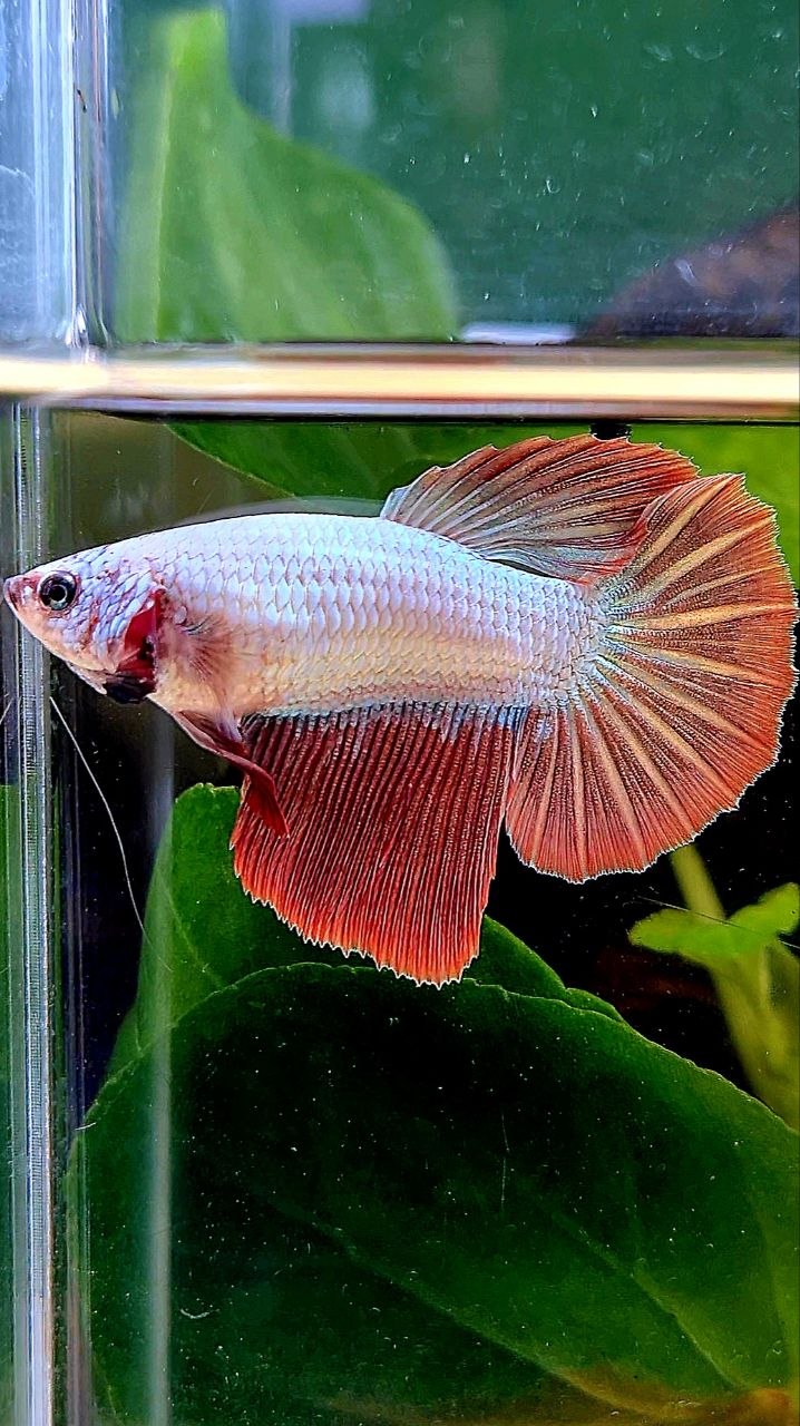 XL FEMALE HALFMOON RED DRAGON BETTA FISH