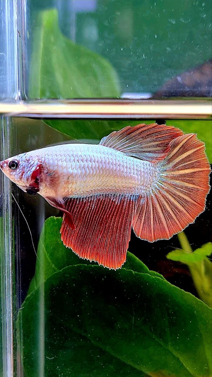 XL FEMALE HALFMOON RED DRAGON BETTA FISH
