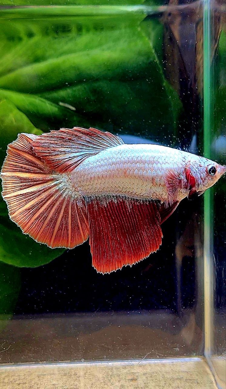 XL FEMALE HALFMOON RED DRAGON BETTA FISH