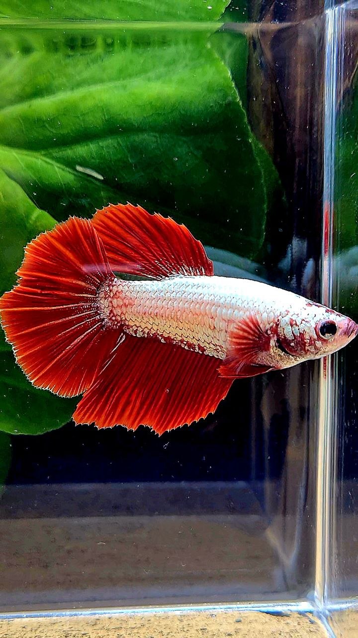 XL FEMALE HALFMOON RED DRAGON SNOW BETTA FISH