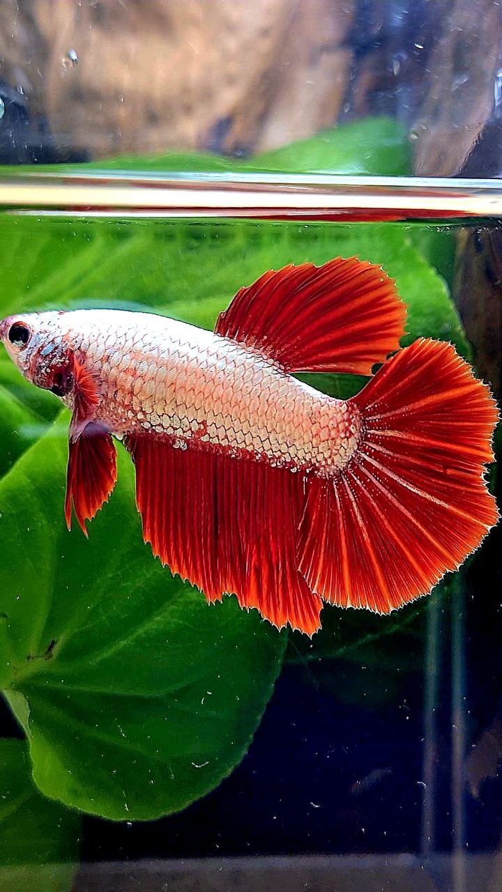 XL FEMALE HALFMOON RED DRAGON SNOW BETTA FISH