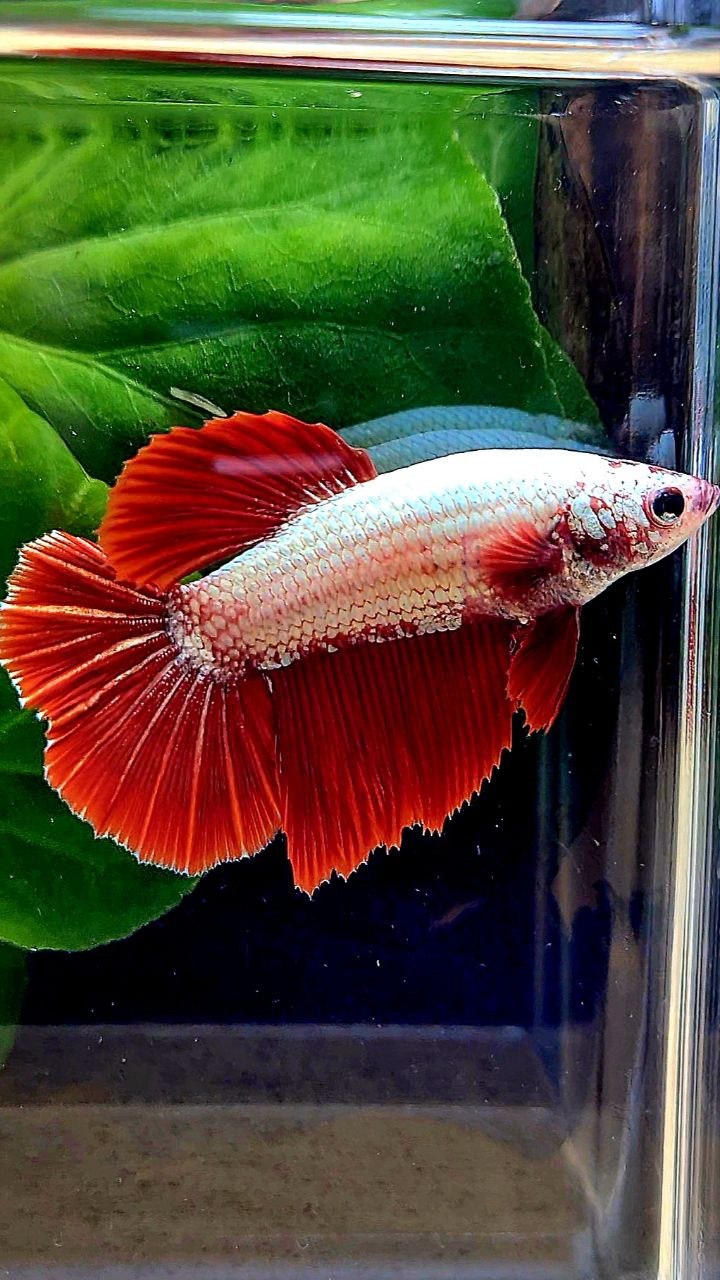 XL FEMALE HALFMOON RED DRAGON SNOW BETTA FISH