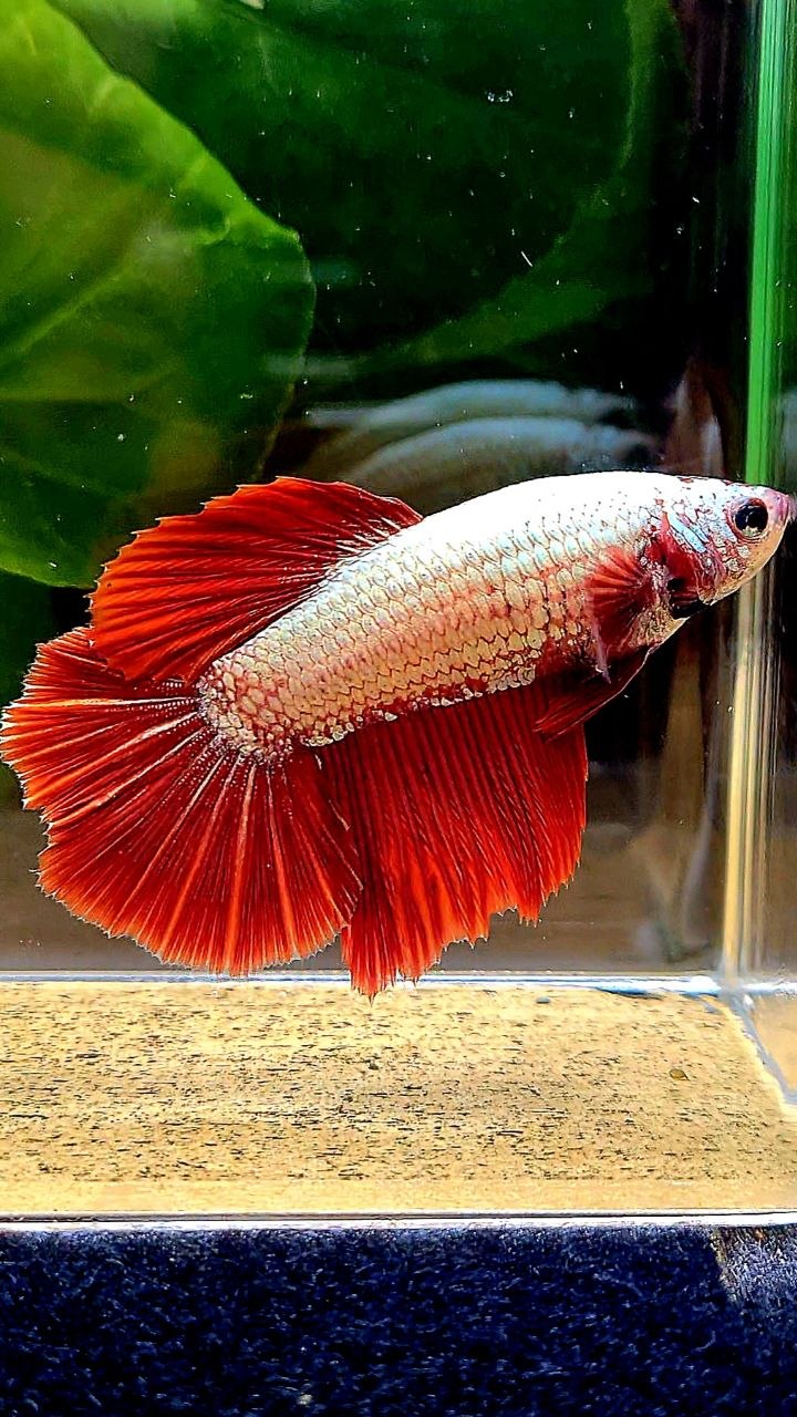 XL FEMALE HALFMOON RED DRAGON SNOW BETTA FISH
