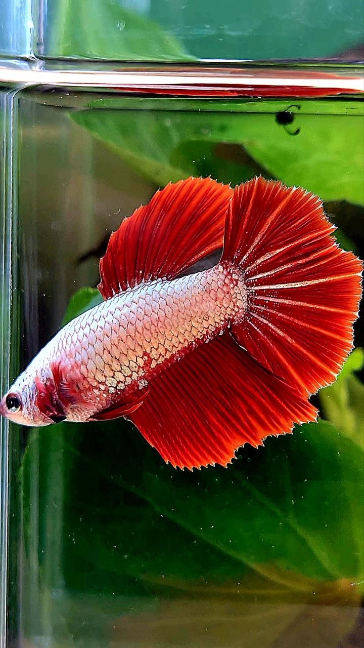XL FEMALE HALFMOON RED DRAGON SNOW BETTA FISH