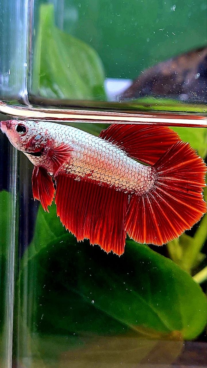 XL FEMALE HALFMOON RED DRAGON SNOW BETTA FISH