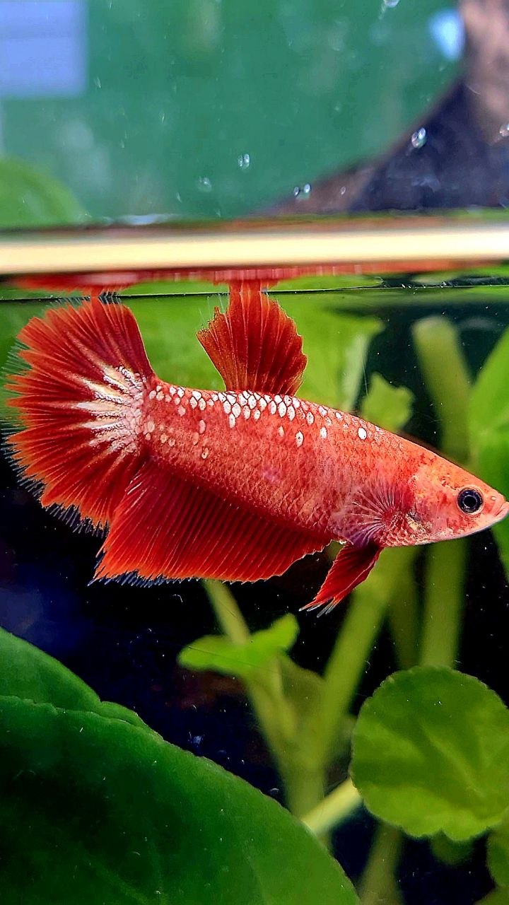 FEMALE HALFMOON FCCP STARTAIL RED FANCY BETTA FISH