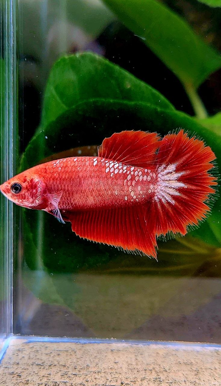 FEMALE HALFMOON FCCP STARTAIL RED FANCY BETTA FISH