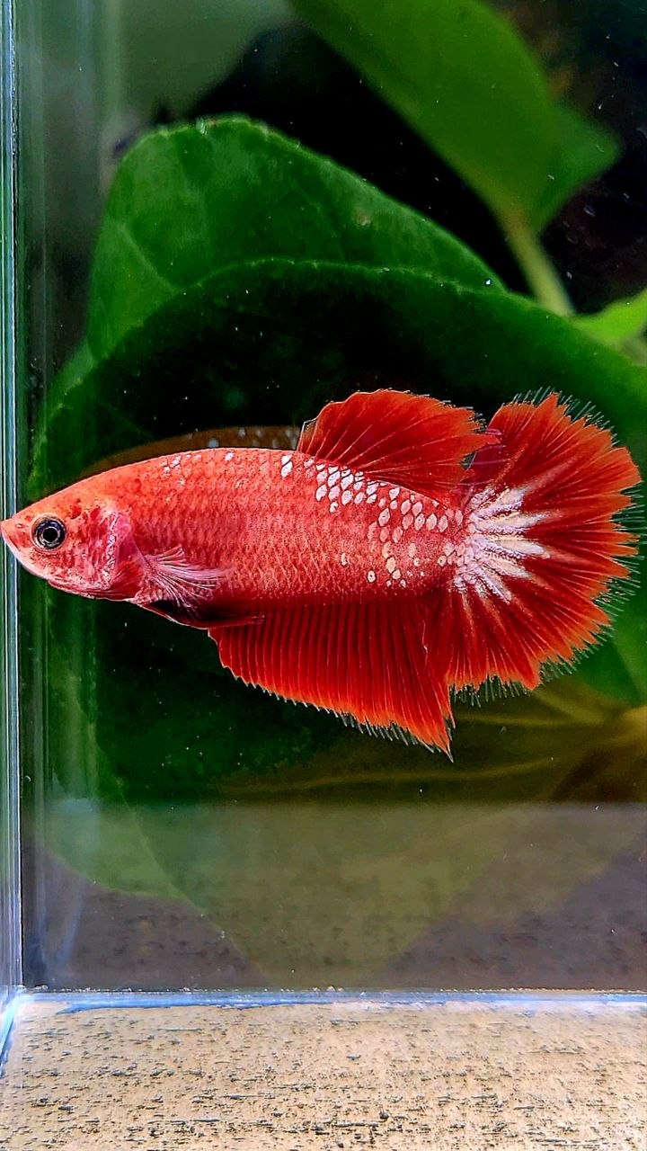 FEMALE HALFMOON FCCP STARTAIL RED FANCY BETTA FISH