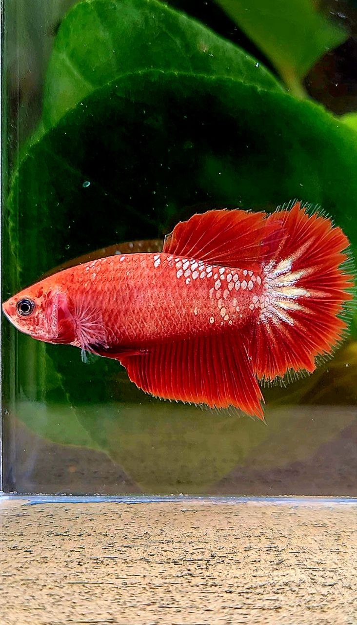 FEMALE HALFMOON FCCP STARTAIL RED FANCY BETTA FISH