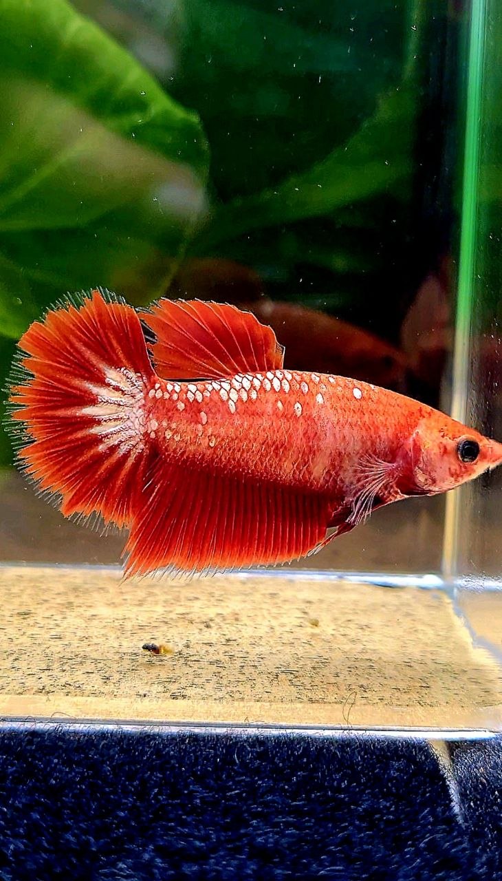 FEMALE HALFMOON FCCP STARTAIL RED FANCY BETTA FISH