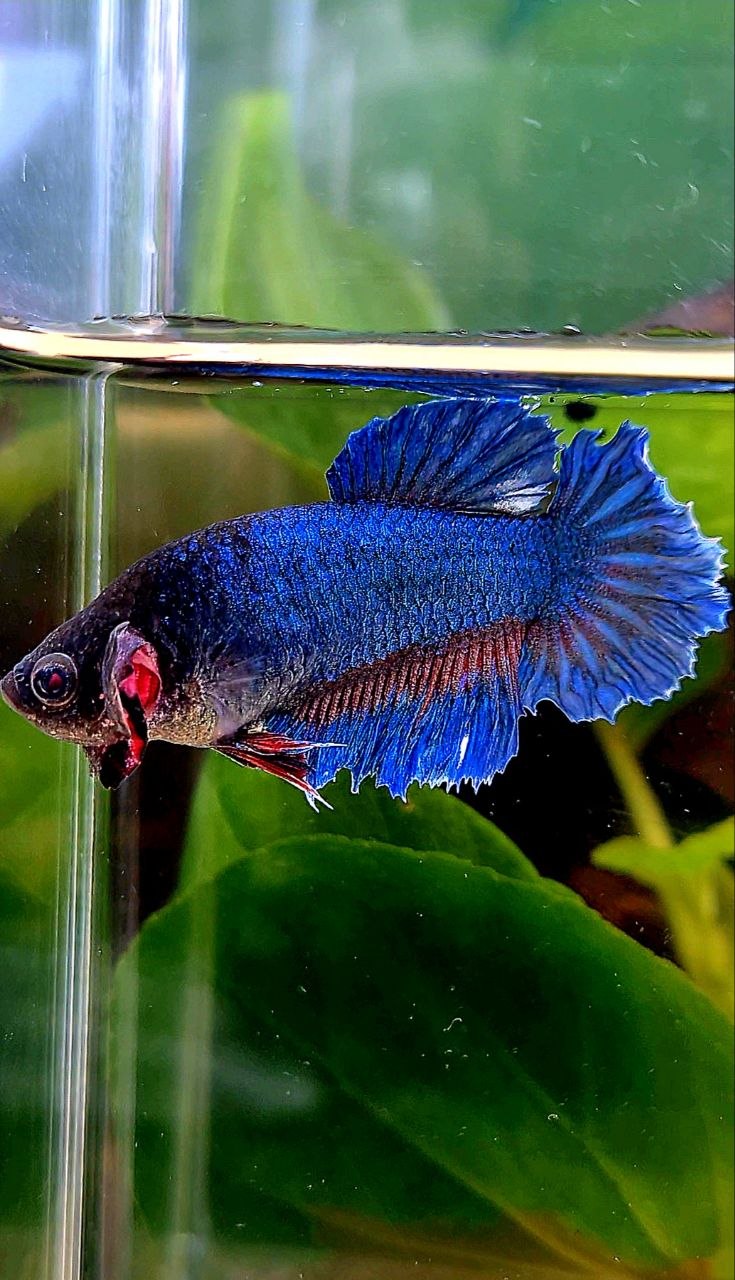 XL FEMALE HALFMOON FEATHER BLUE GREEN BETTA FISH