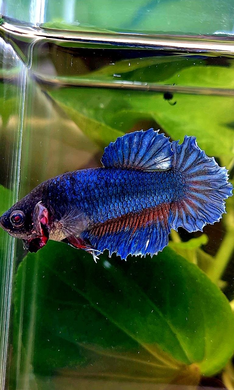 XL FEMALE HALFMOON FEATHER BLUE GREEN BETTA FISH