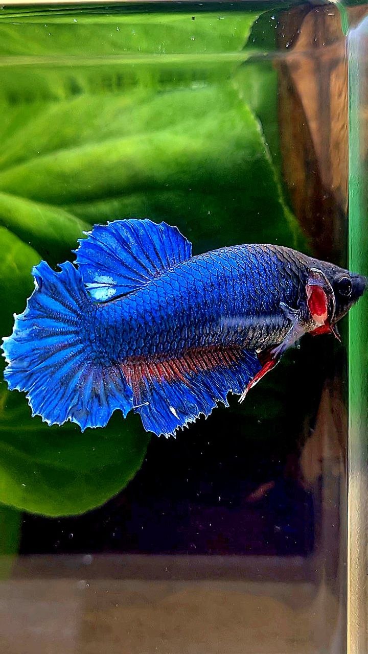 XL FEMALE HALFMOON FEATHER BLUE GREEN BETTA FISH