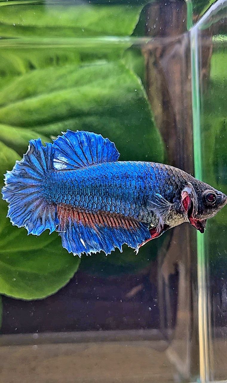 XL FEMALE HALFMOON FEATHER BLUE GREEN BETTA FISH