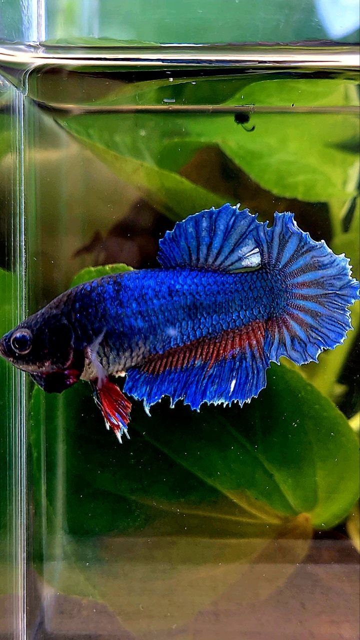 XL FEMALE HALFMOON FEATHER BLUE GREEN BETTA FISH