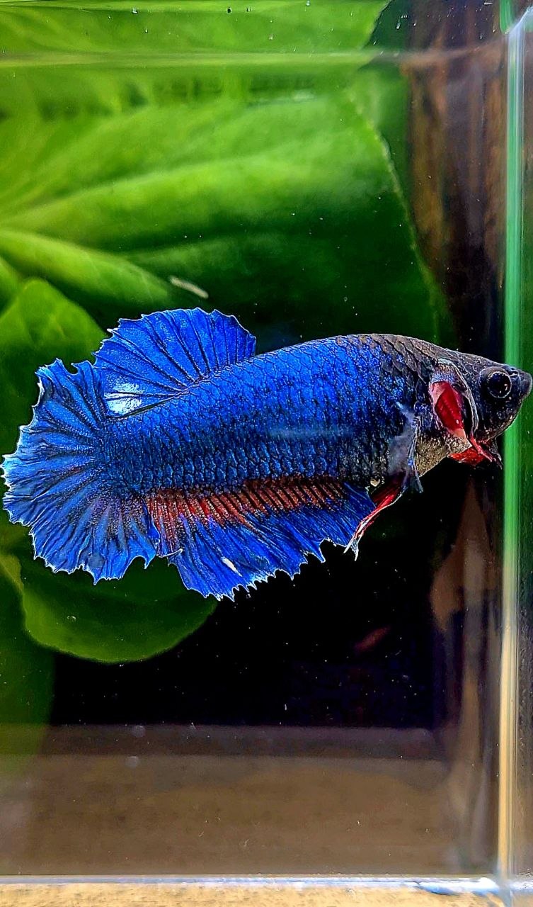 XL FEMALE HALFMOON FEATHER BLUE GREEN BETTA FISH