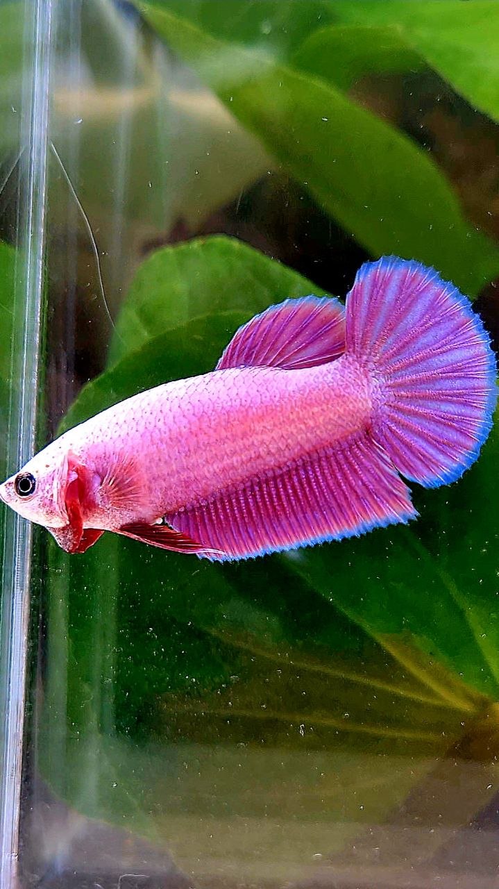 FEMALE PLAKAT SUPER PINK AURORA BETTA FISH