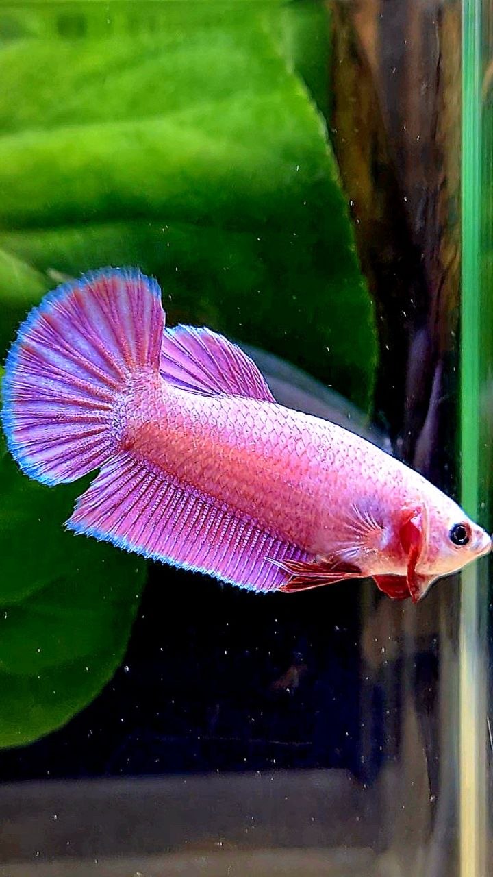 FEMALE PLAKAT SUPER PINK AURORA BETTA FISH