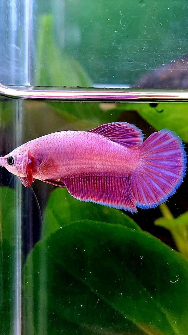 FEMALE PLAKAT SUPER PINK AURORA BETTA FISH