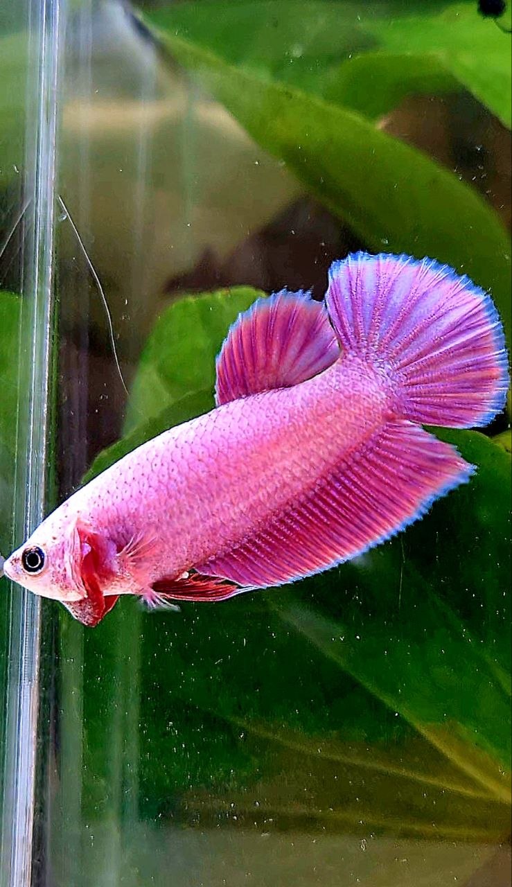 FEMALE PLAKAT SUPER PINK AURORA BETTA FISH