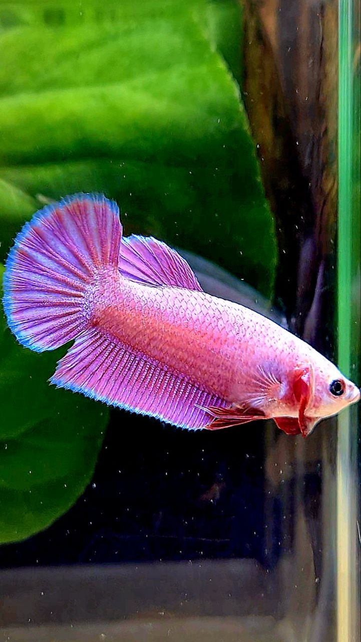 FEMALE PLAKAT SUPER PINK AURORA BETTA FISH