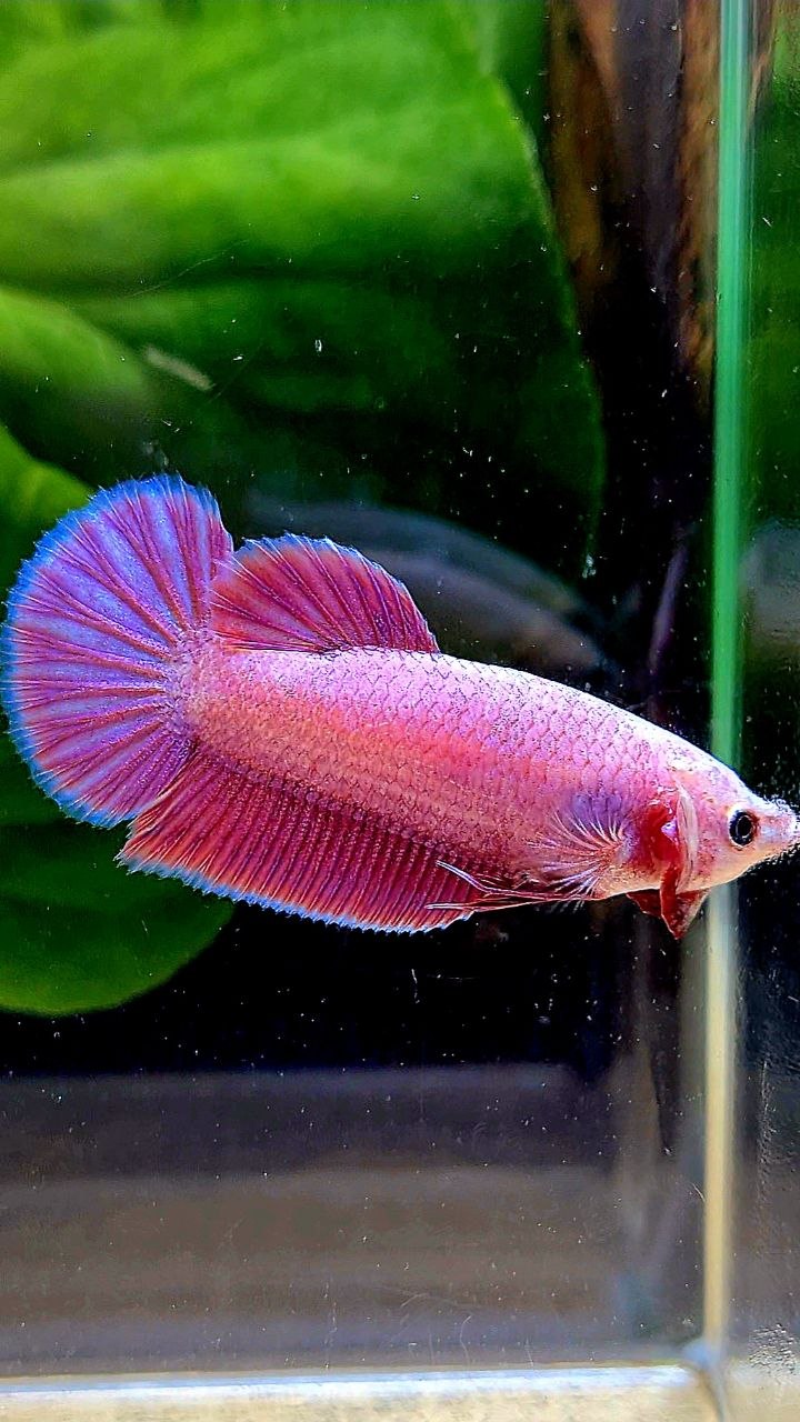 FEMALE PLAKAT SUPER PINK AURORA BETTA FISH
