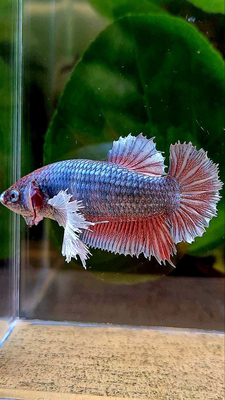XL FEMALE PLAKAT DUMBO EAR COPPER RED BETTA FISH