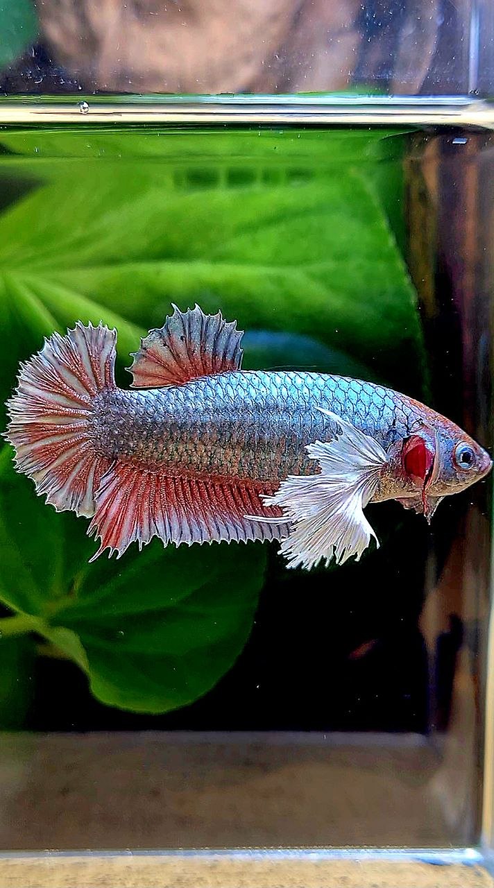XL FEMALE PLAKAT DUMBO EAR COPPER RED BETTA FISH