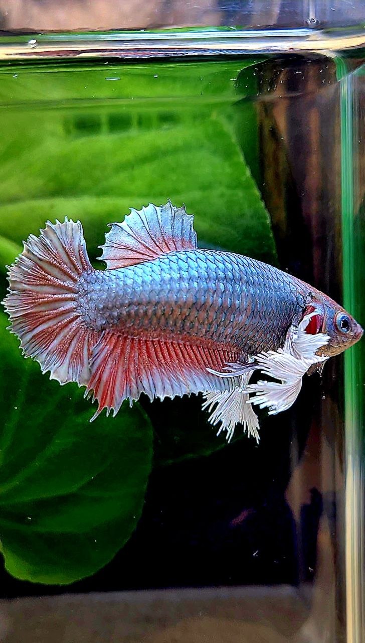 XL FEMALE PLAKAT DUMBO EAR COPPER RED BETTA FISH